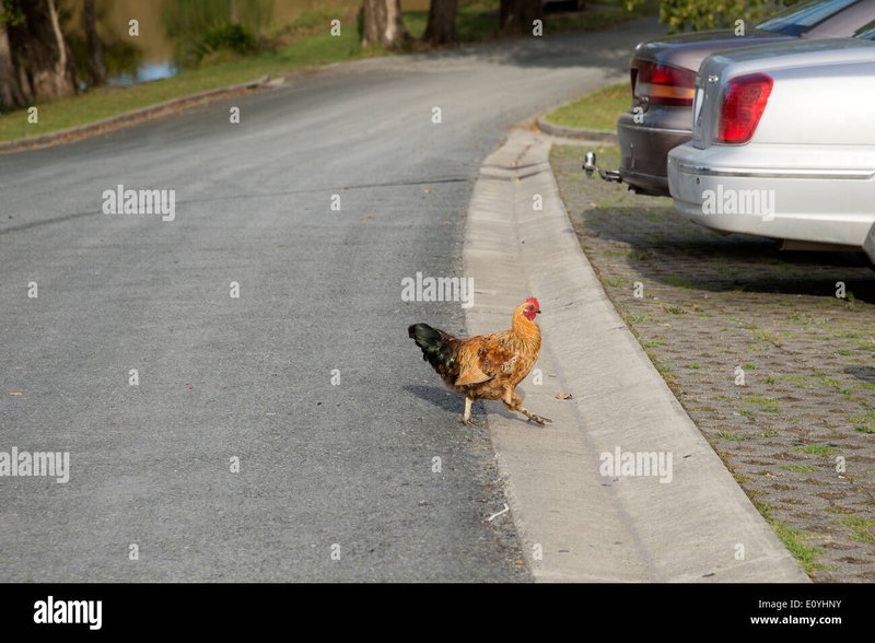 Meer over de Bekende en Populaire Spellen op de Chicken Road Casino, chicken road nederland