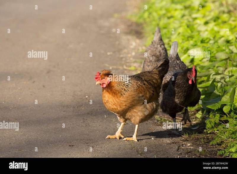 Chicken road game, jeu chicken road